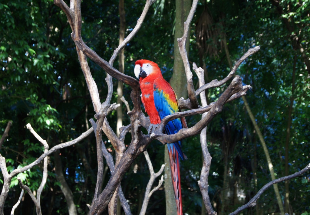 Bird sanctuary in Playa del Carmen